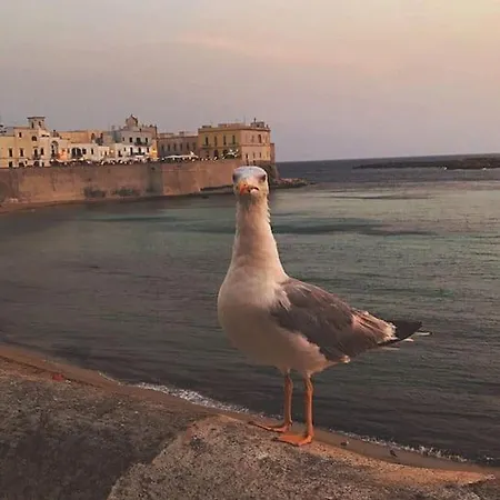 度假居 Dimora Tipica Del 600 - Centro Storico